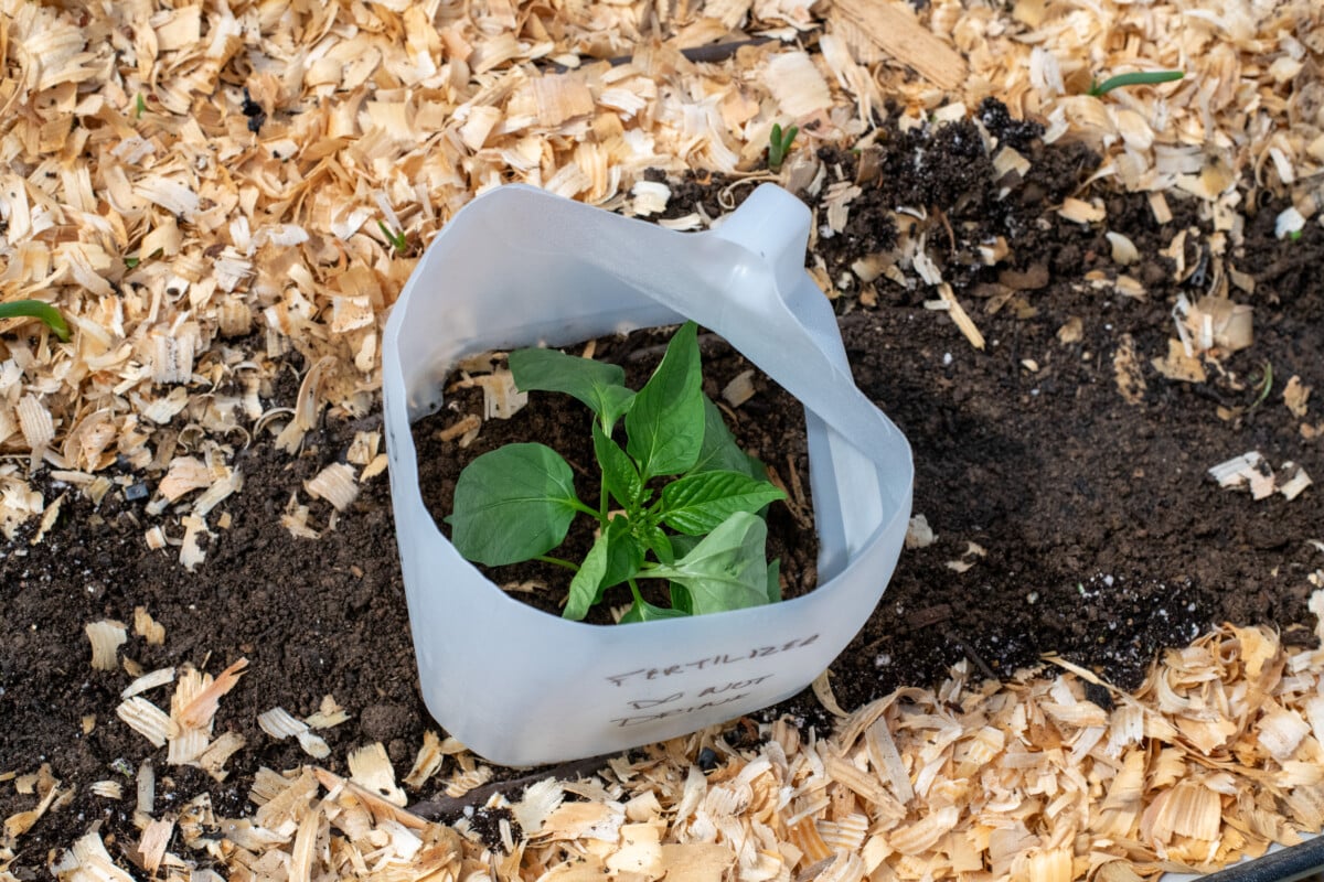 A pepper seedlings sheltered by a gallon milk jub
