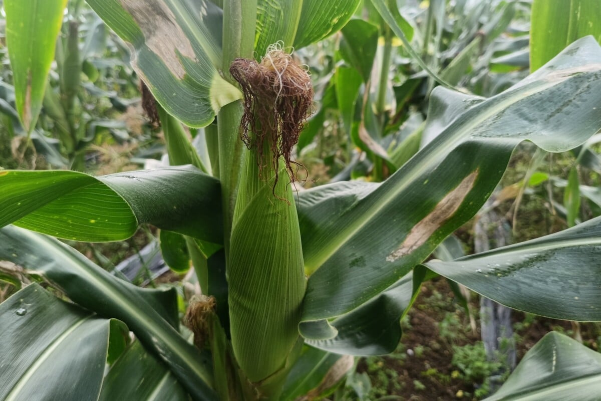 Corn ready to be harvested
