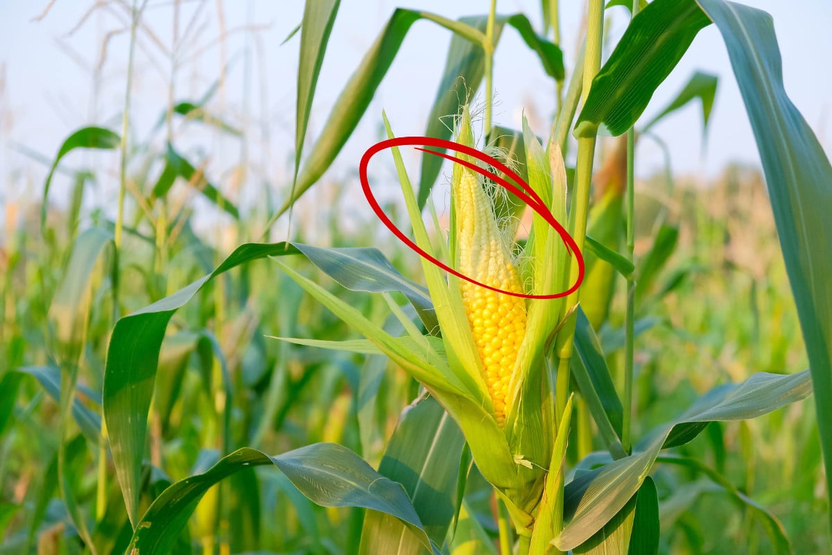 Poorly pollinated corn of ear with red circle around unpollinated kernels