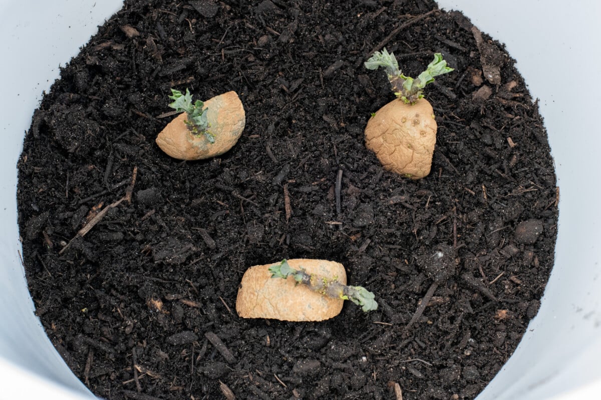 Seed potatoes in bucket with soil