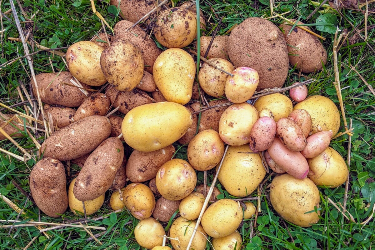 Newly harvested potatoes