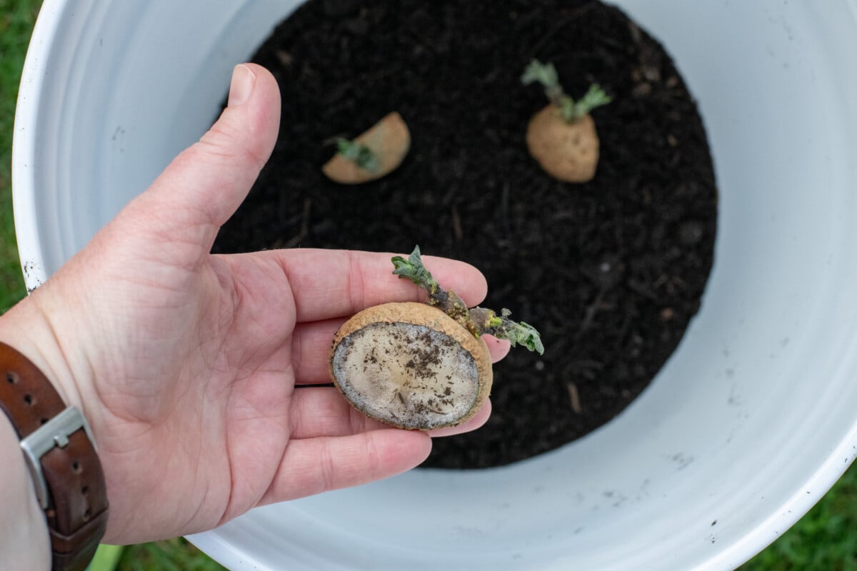 Hand holding cut seed potato