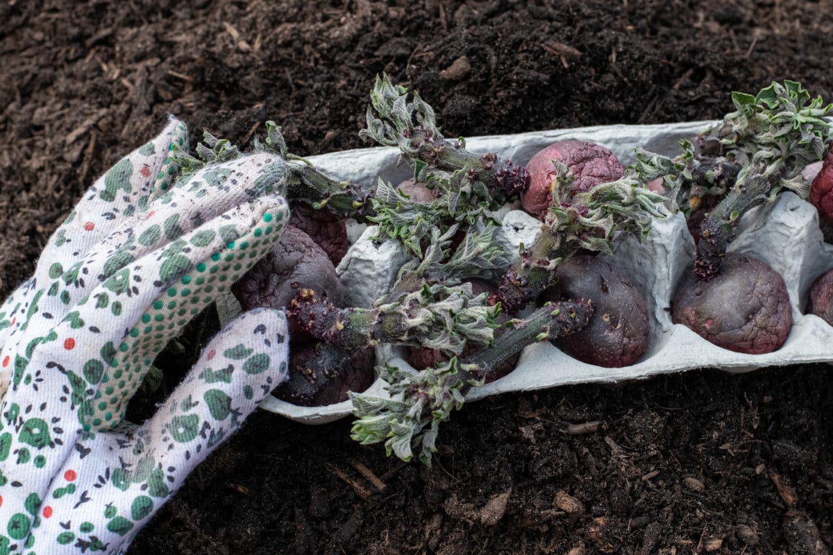Egg carton with chitted seed potatoes
