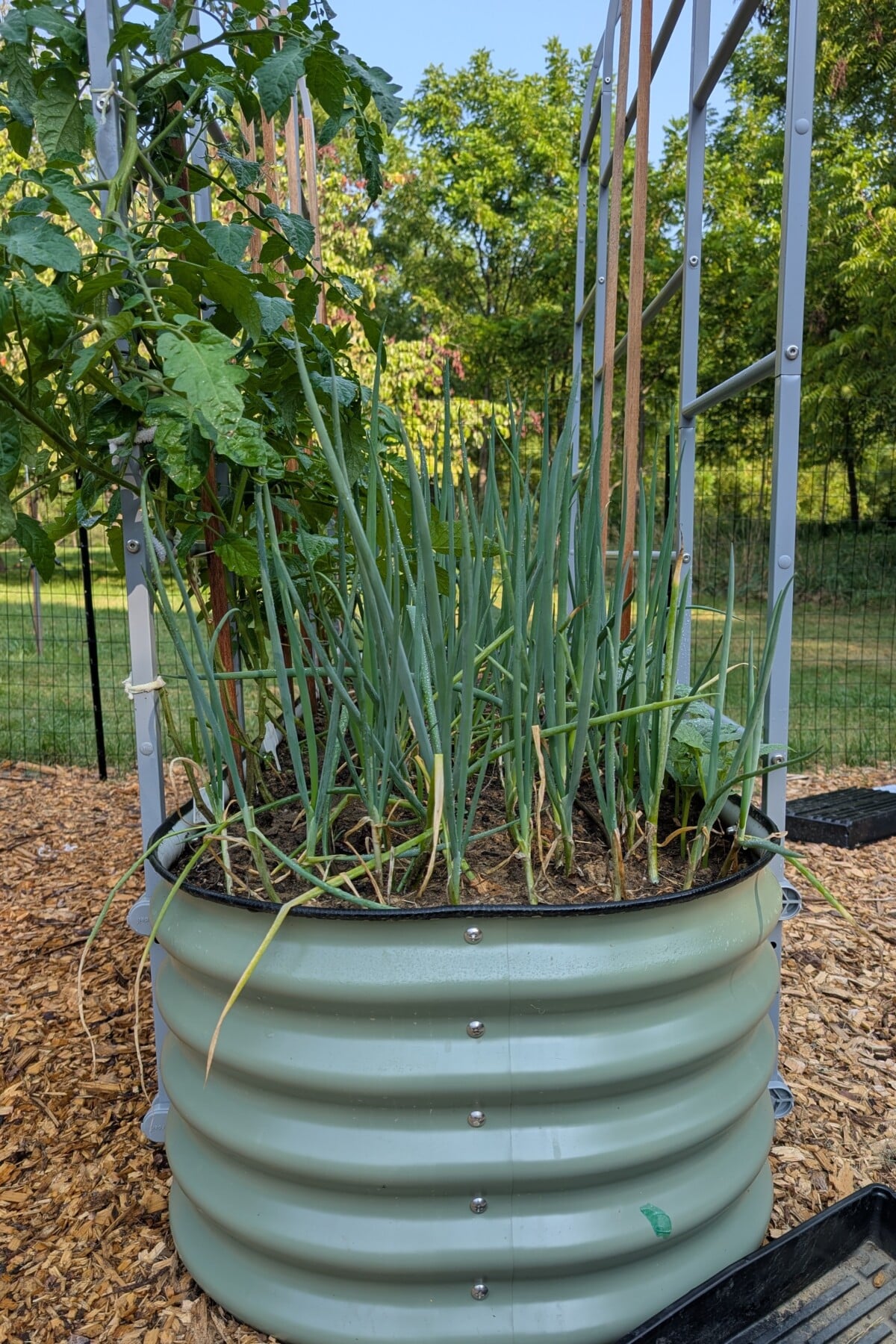 Scallions growing in garden