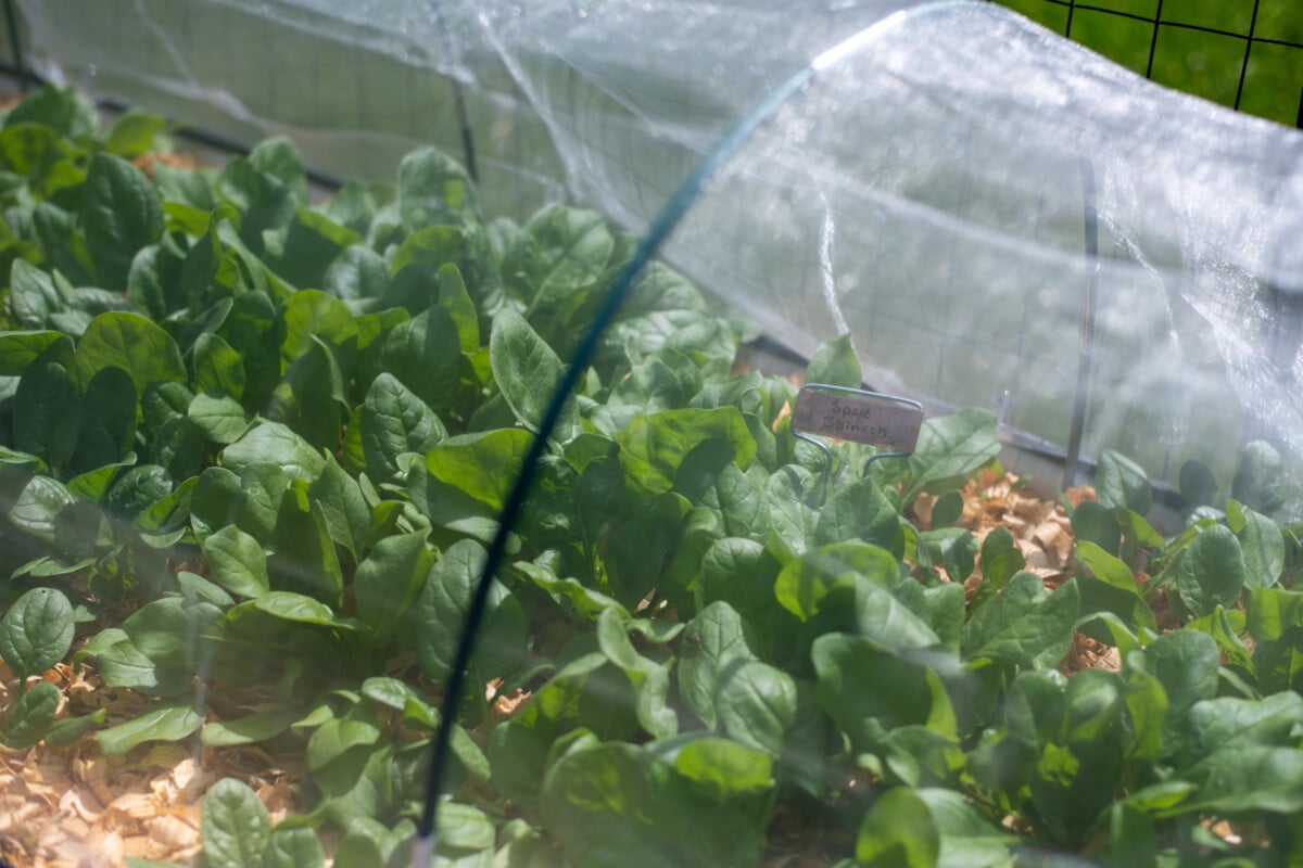 Spinach under a cover of insect mesh growing in a raised bed