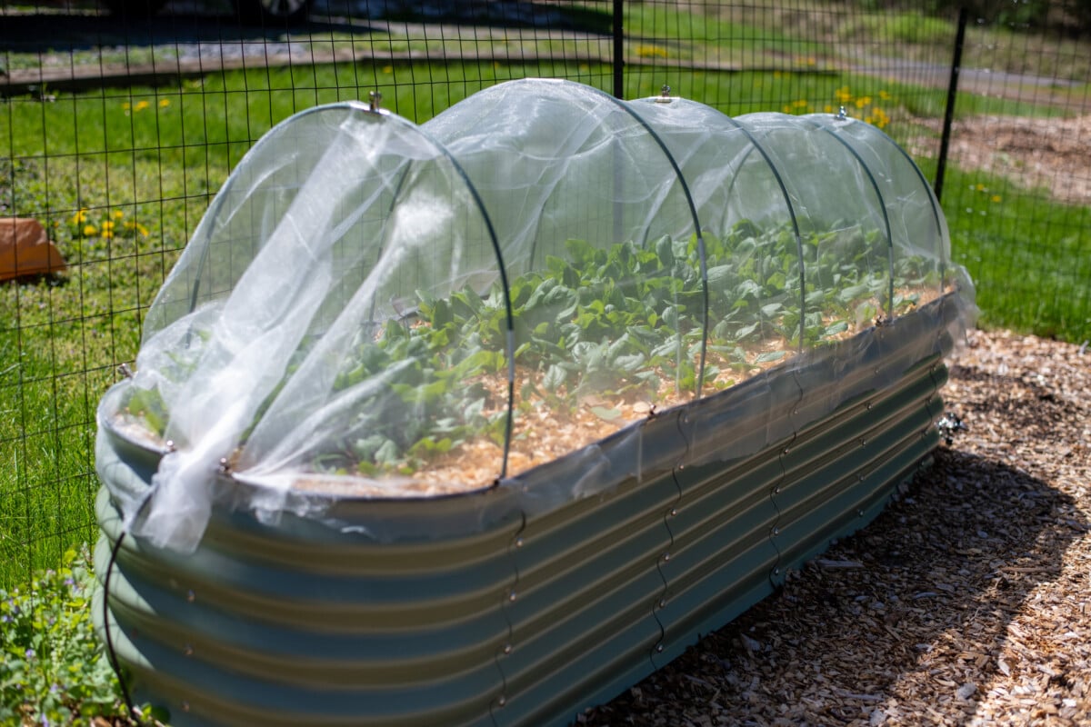 Raised bed with insect netting covering it to protect growing spinach plants