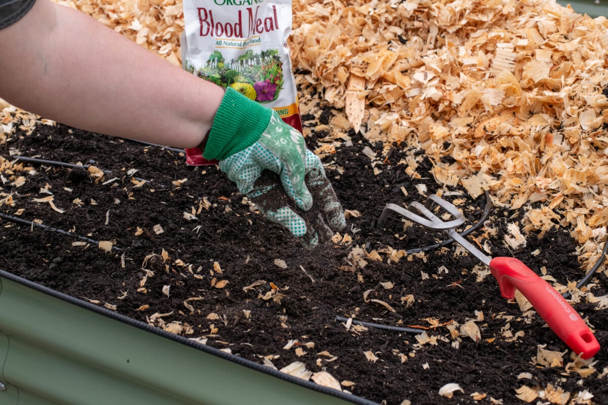 woman's arm shown sprinkling blood meal into soil.