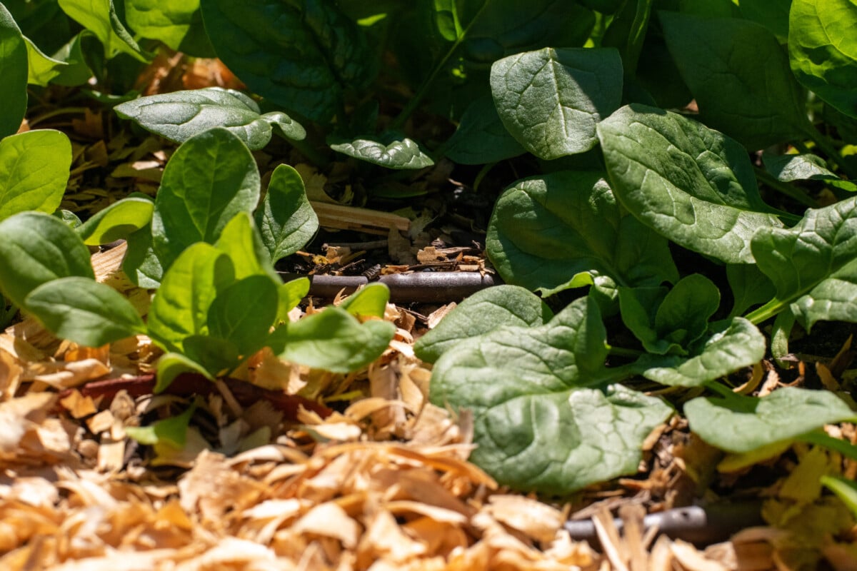 a dripline installed in a raised bed with spinach plants growing up around it