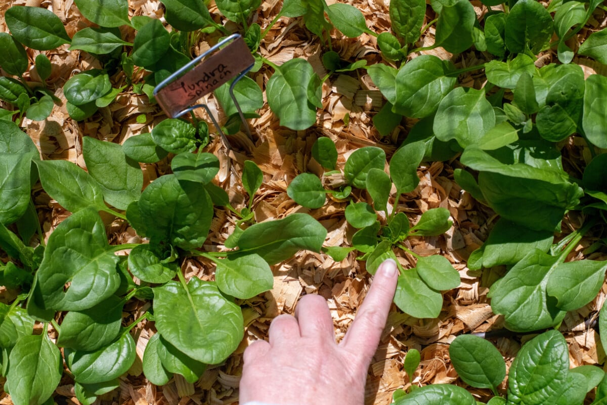 Woman's hand pointing to smaller spinach plant growing among larger spinach plants.