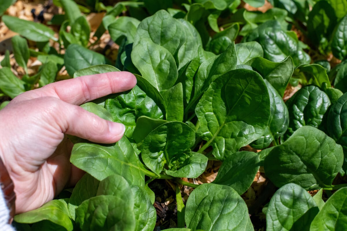 A hand holding a large, glossy spinach leaf among growing spinach