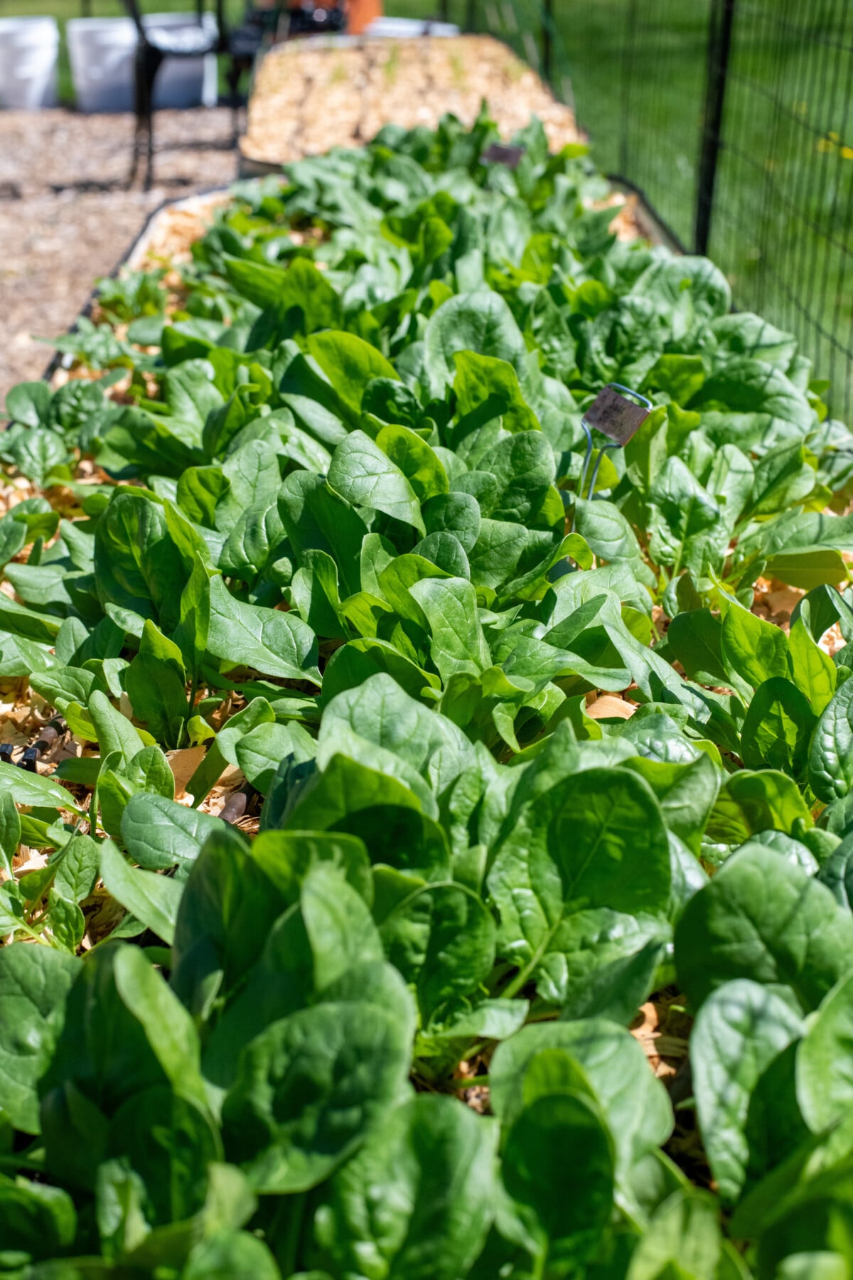 A raised bed growing spinach plants