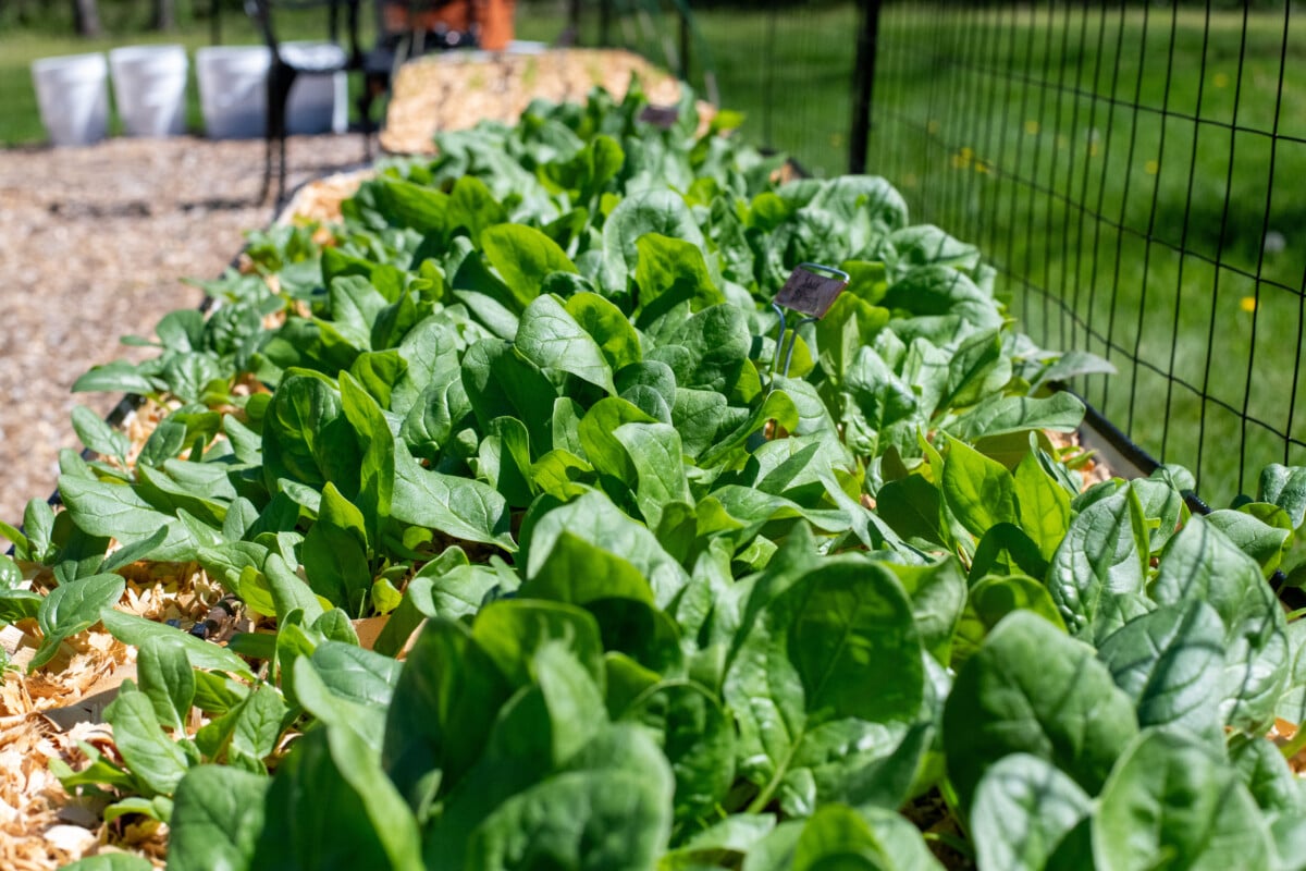 Raised bed with tons of spinach