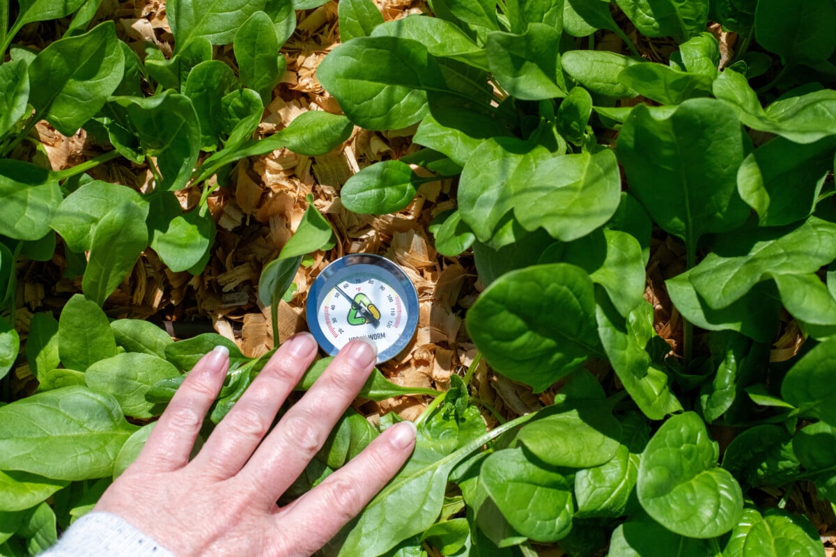 woman's hand moving spinach leaves out of the way to show a soil thermometer