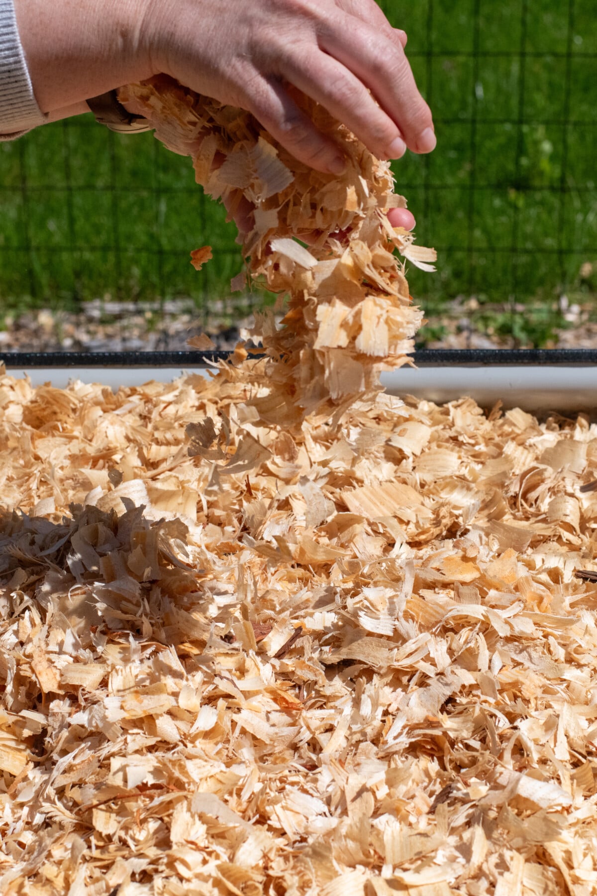 woman's hand dropping pine flake mulch onto raised bed garden