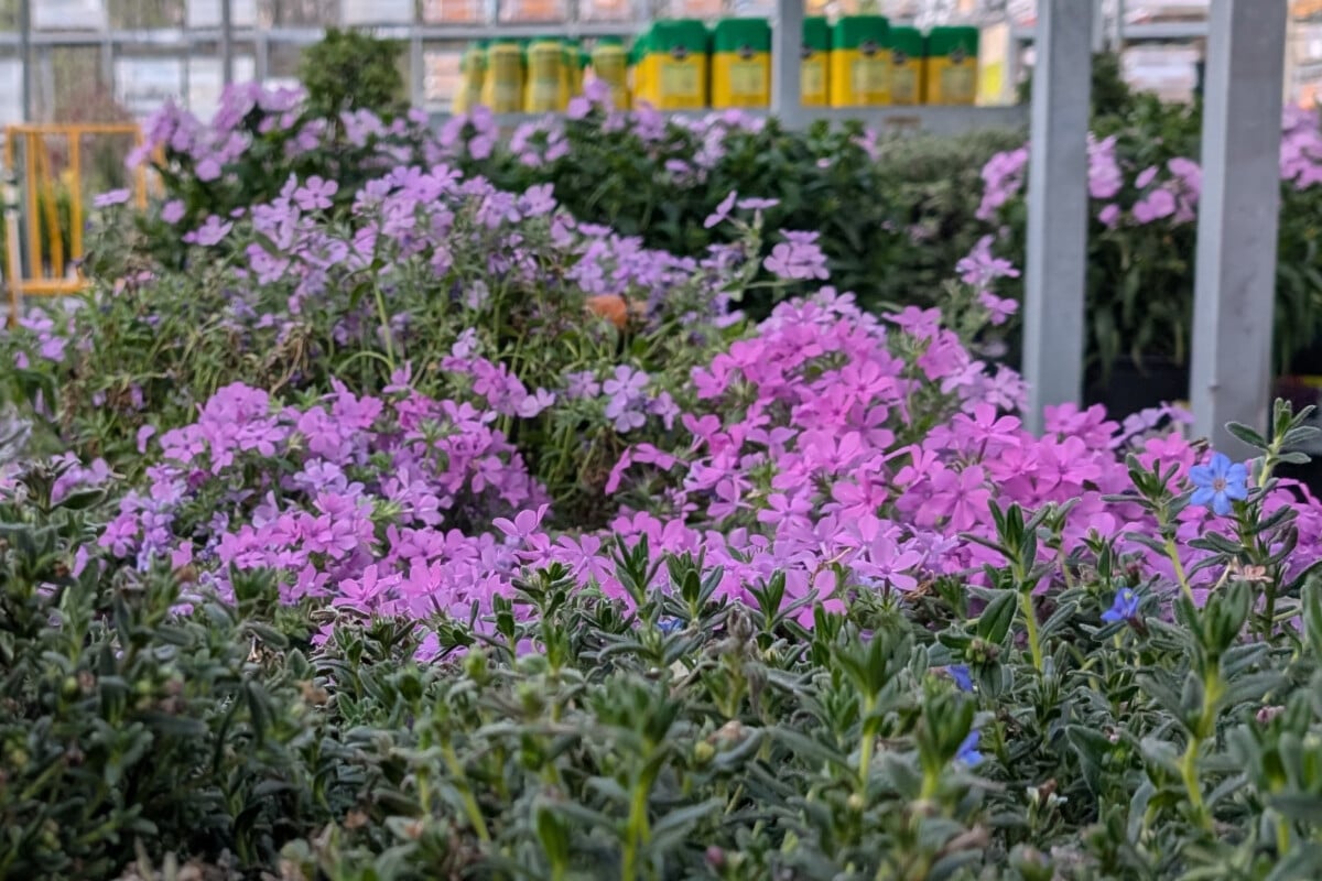 Plants at garden center