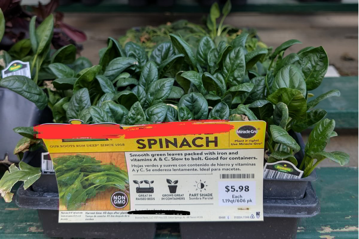 Spinach seedlings
