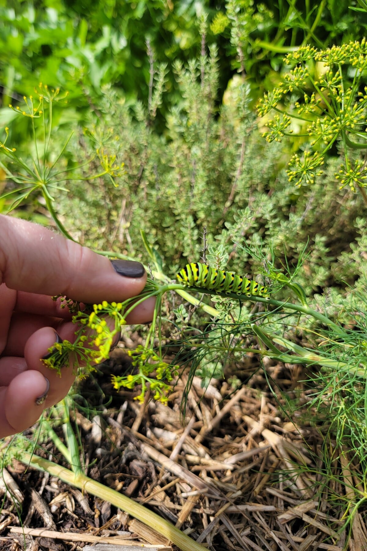 Swallowtail butterfly caterpillar on dill plant 