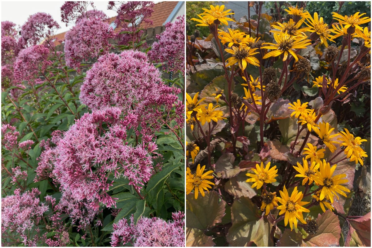 Tall perennials grown for privacy