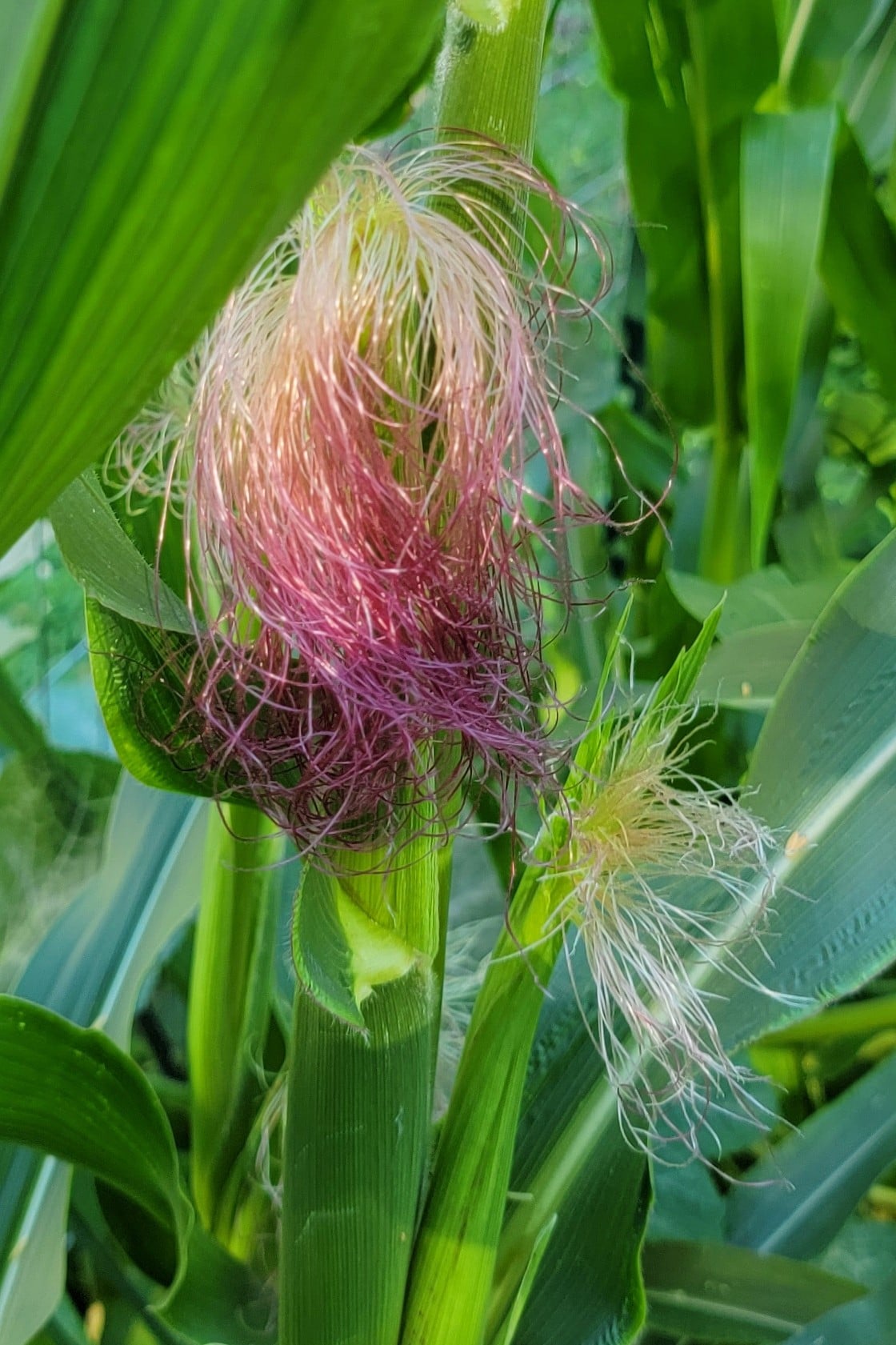 Pink corn silk