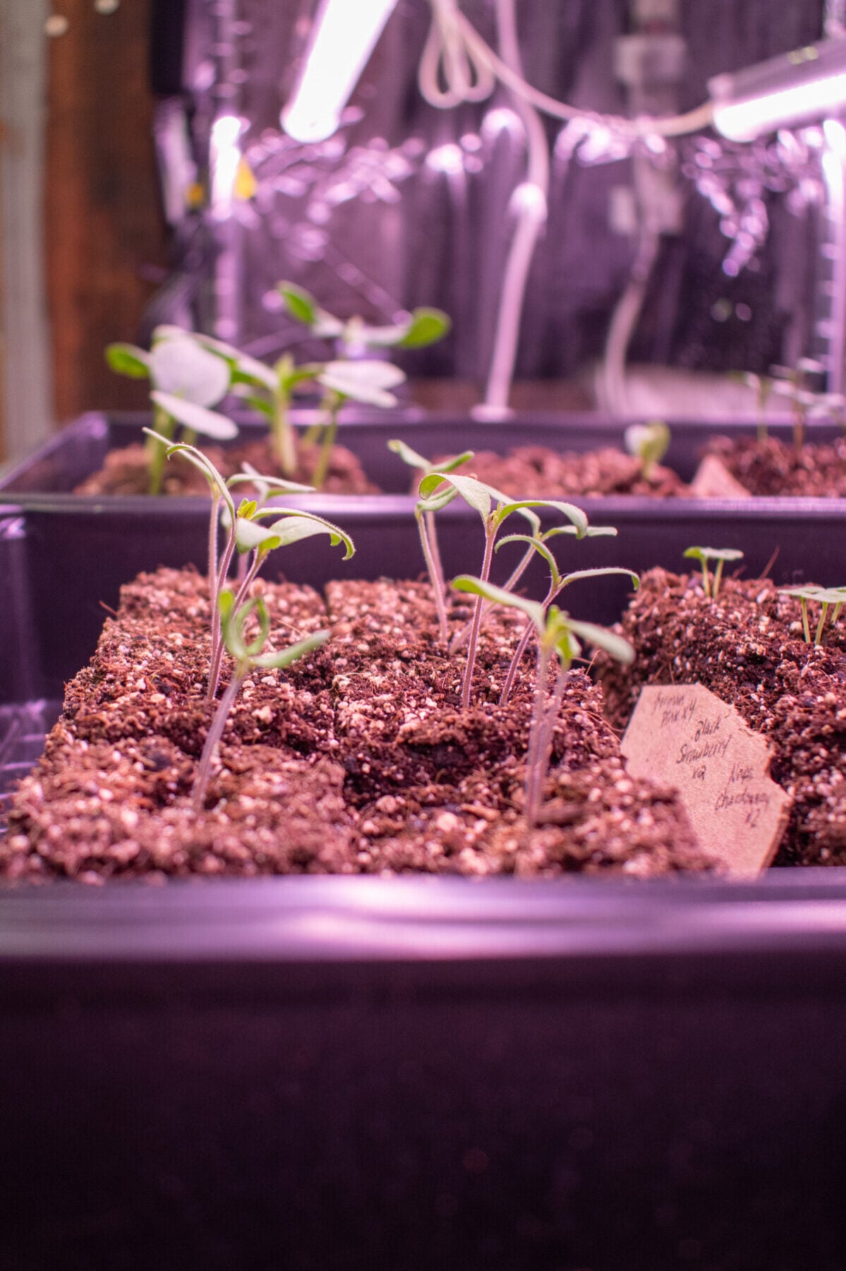 Tray of newly emerged tomato seedlings.