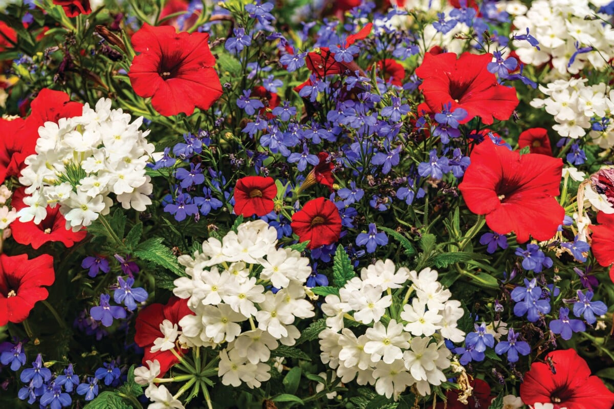 Red, white and blue patriotic flower garden