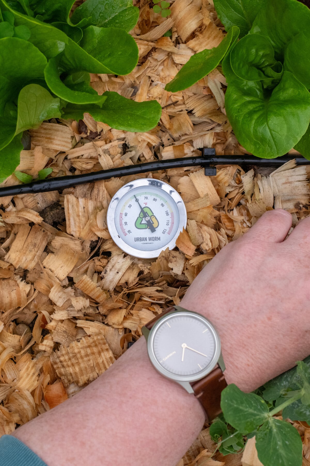 woman's arm with wristwatch and soil thermometer among vegetables