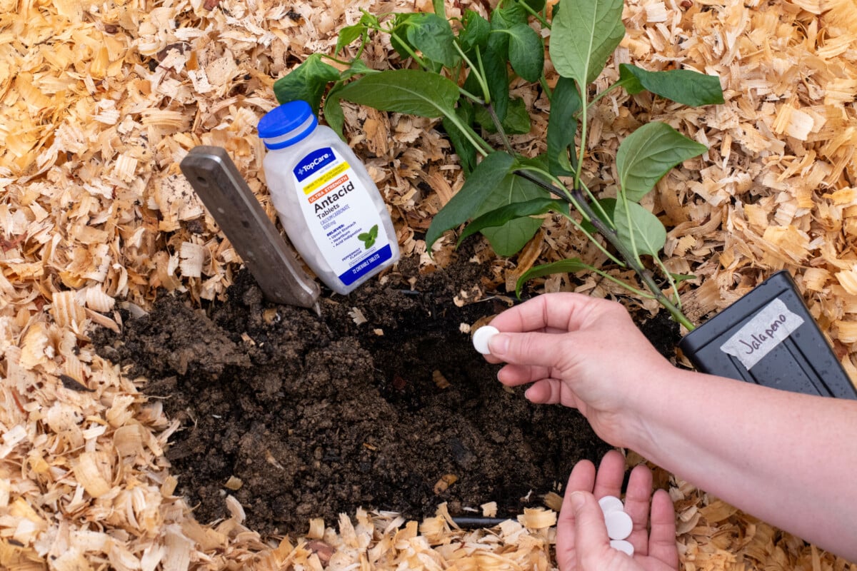 Woman's hand putting antacid tablets in soil next to a pepper plant