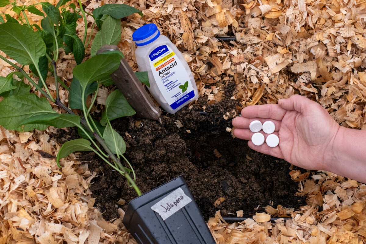 Woman's hand putting antacid tablets in the ground next to a pepper seedling