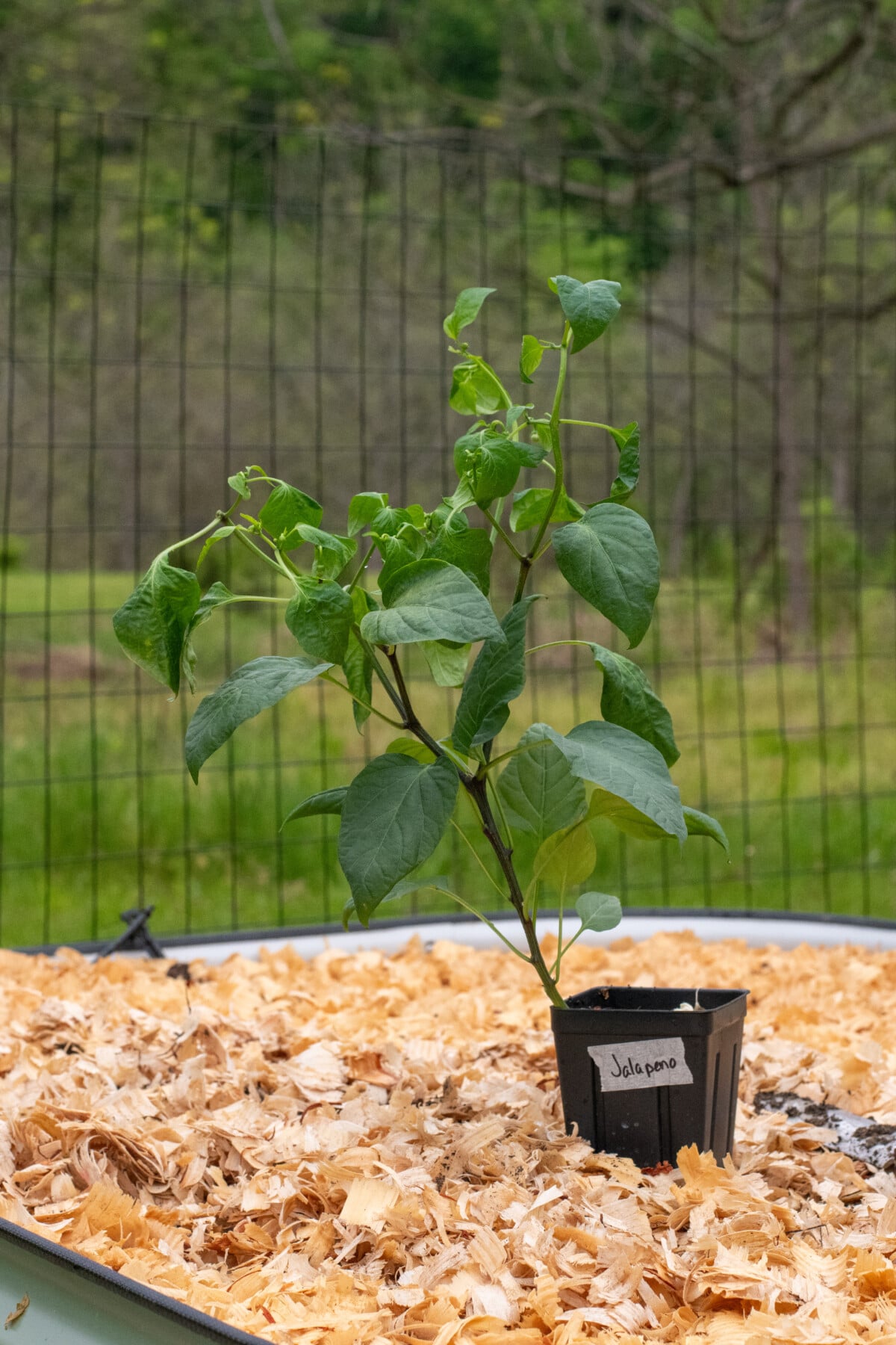 Large, healthy Jalapeno seedling