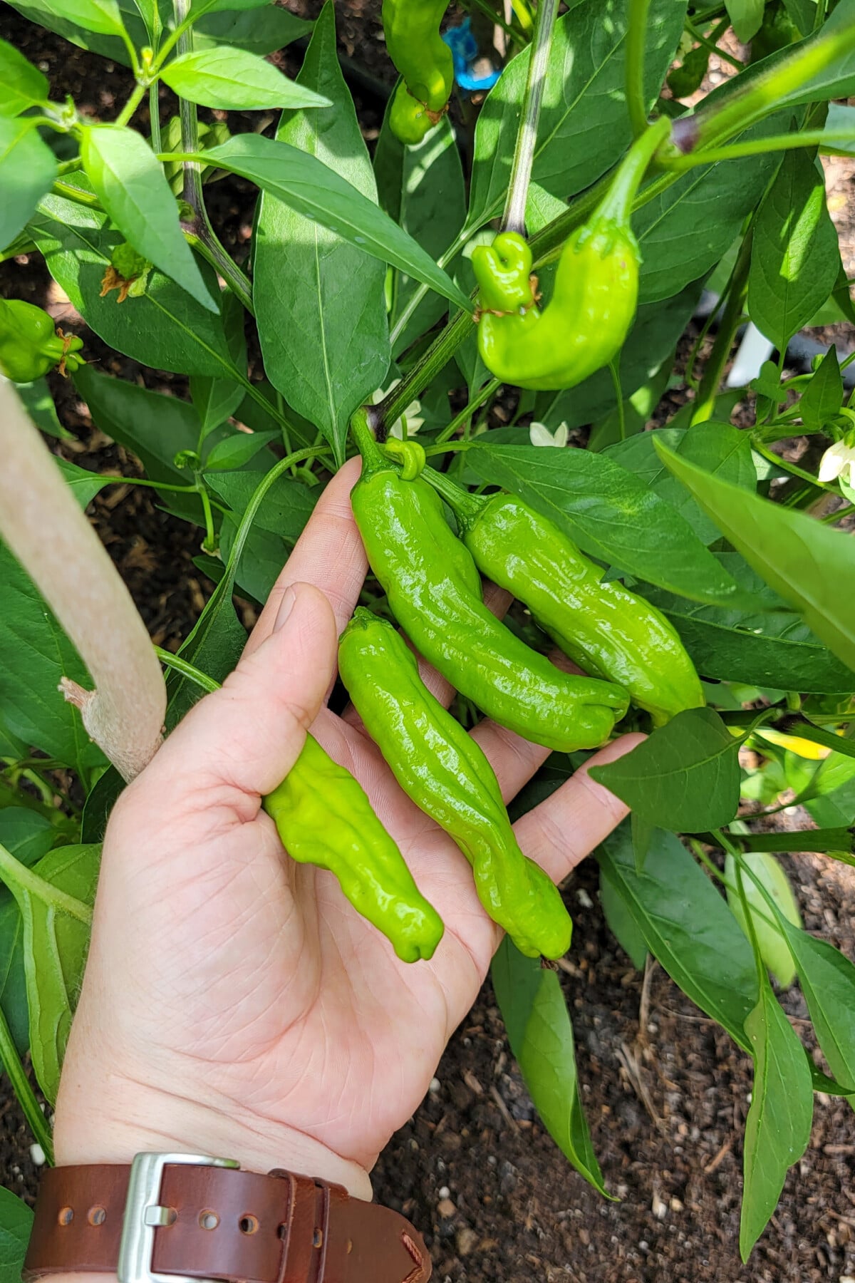 woman's hand holding shishito peppers