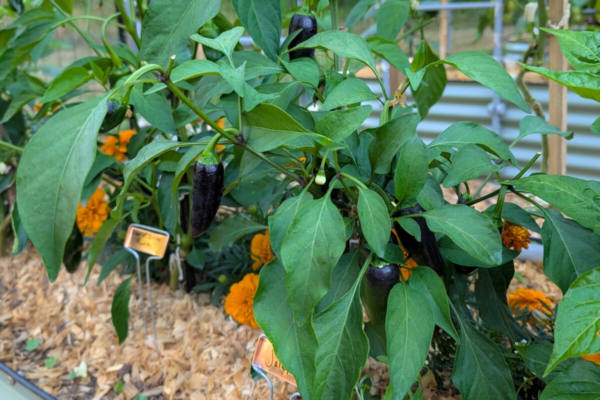 Pepper plant full of jalapenos