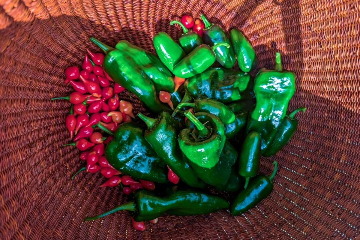 Basket full of poblano, jalapeno and boqhuino peppers