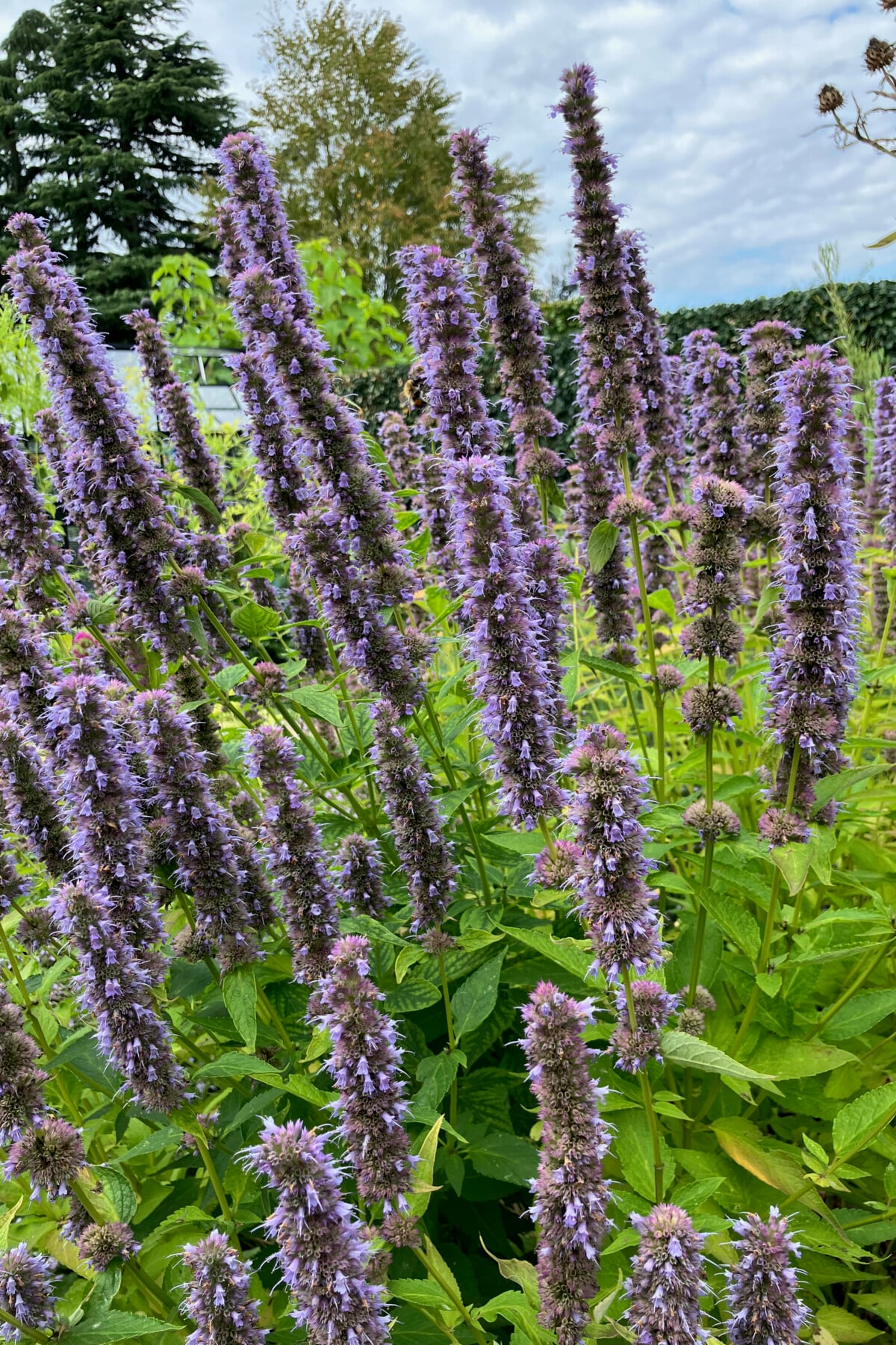 Anise hyssop