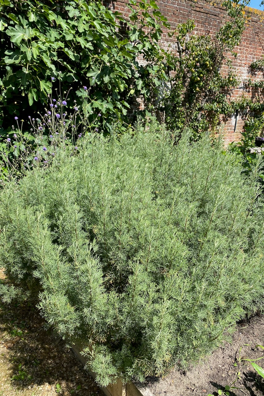 Cola plant