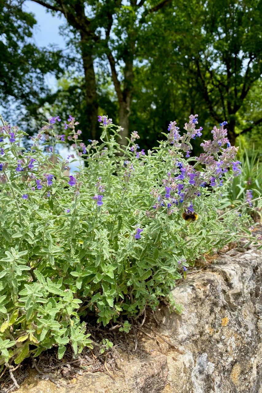 Catmint