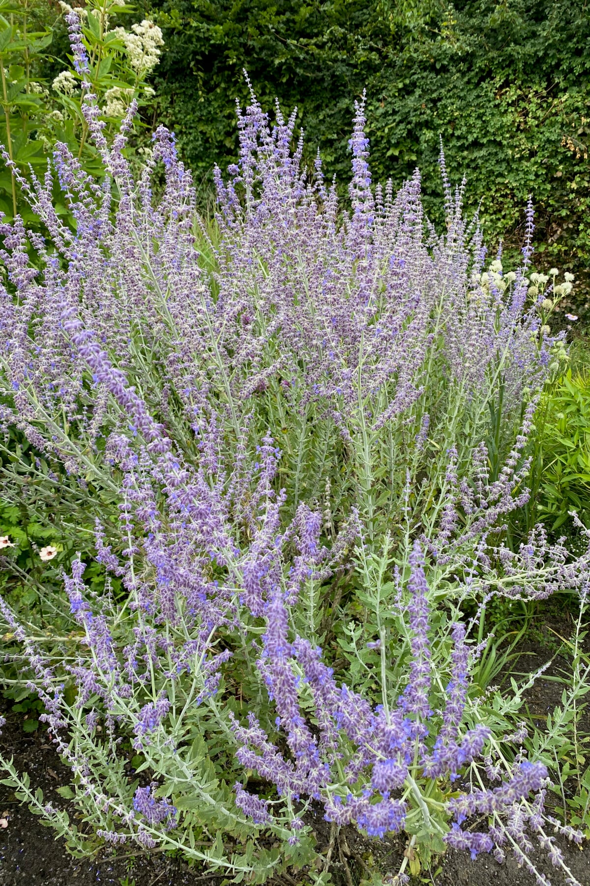 Russian sage