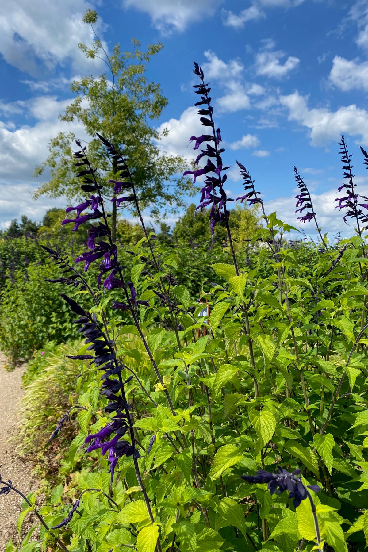 Salvia