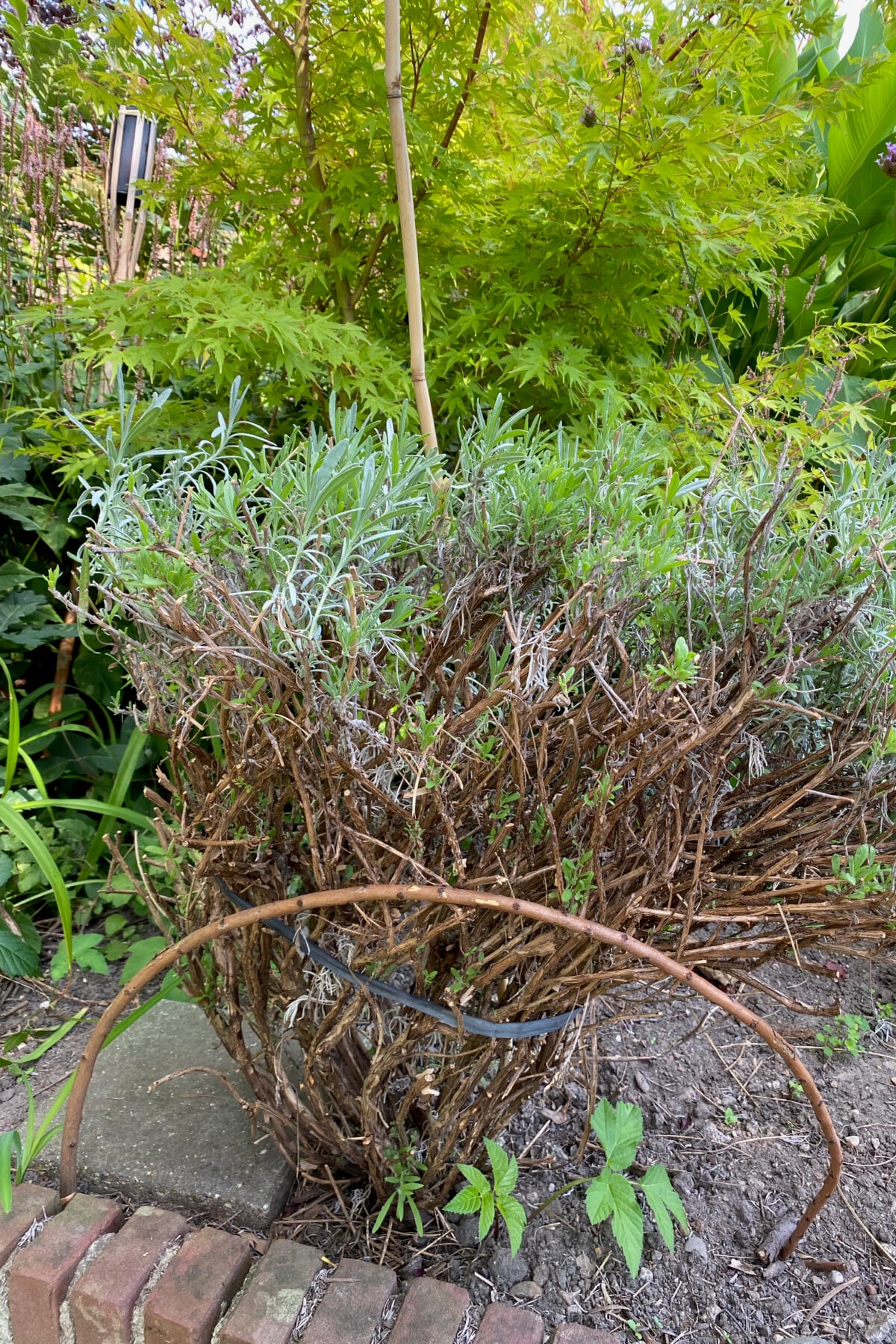 Struggling lavender plant