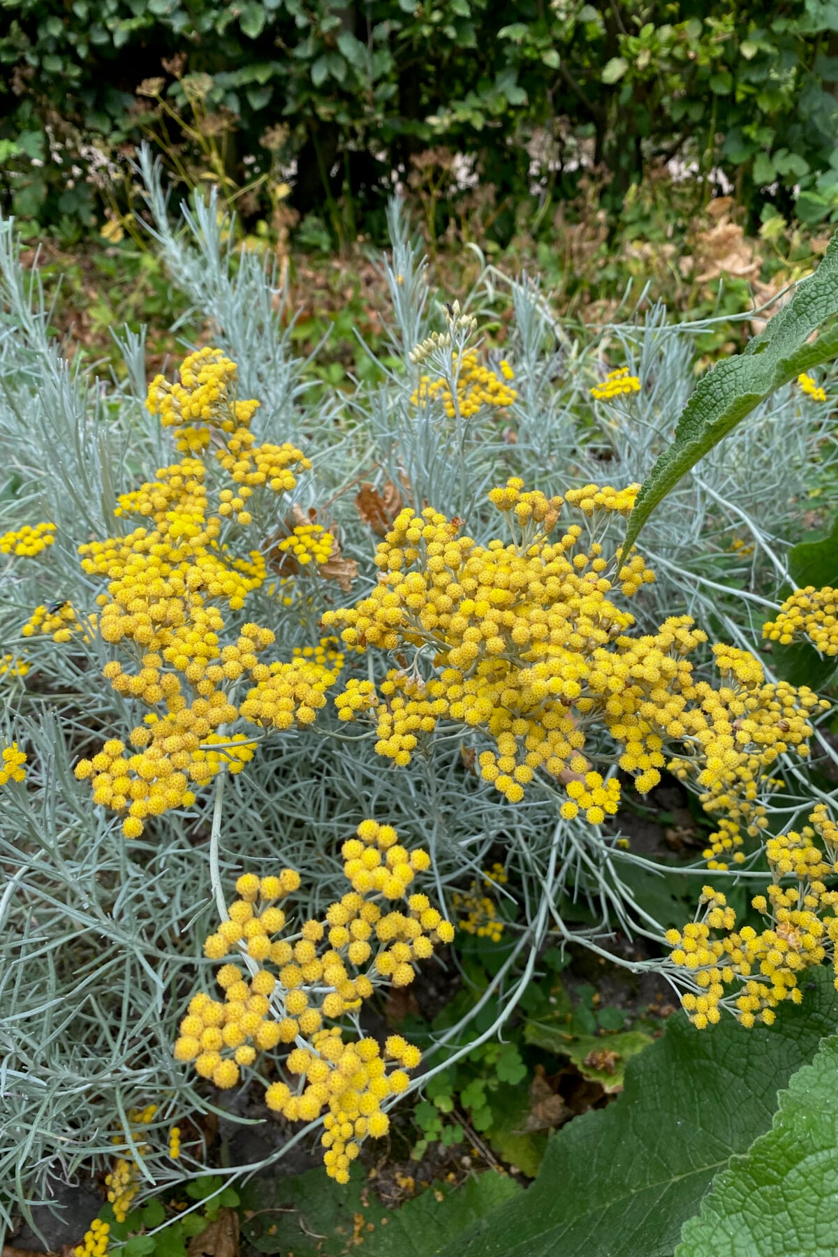 Curry plant