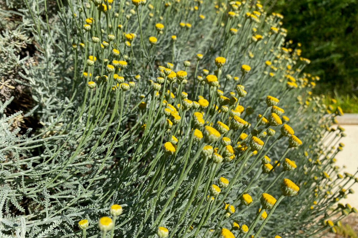 lavender cotton