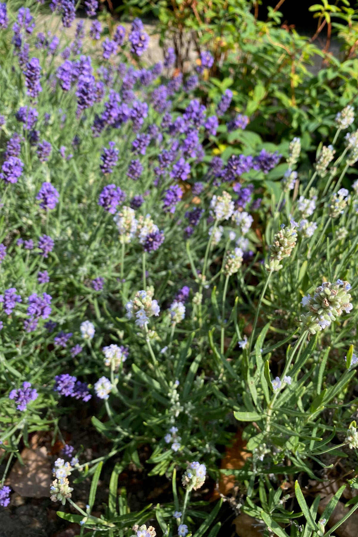 lavender