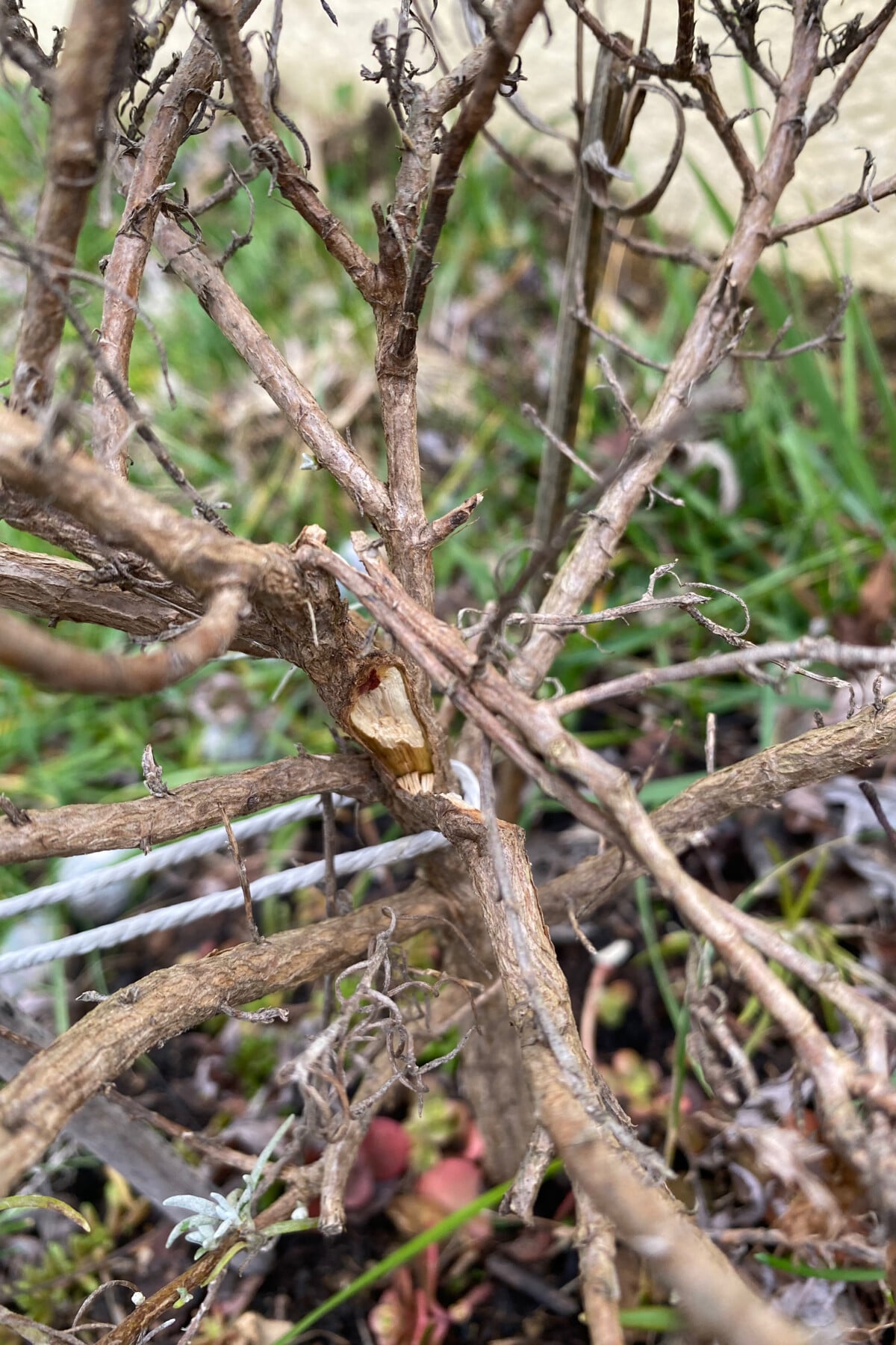 Dead lavender plant