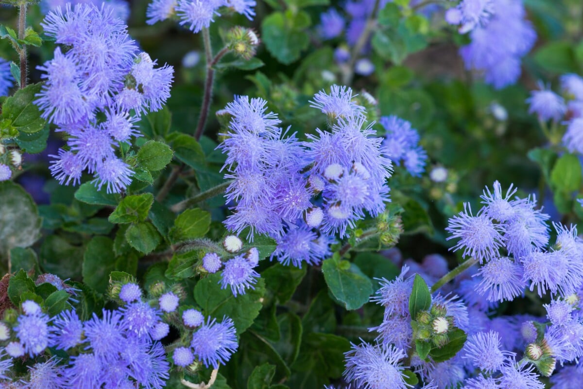 ageratum