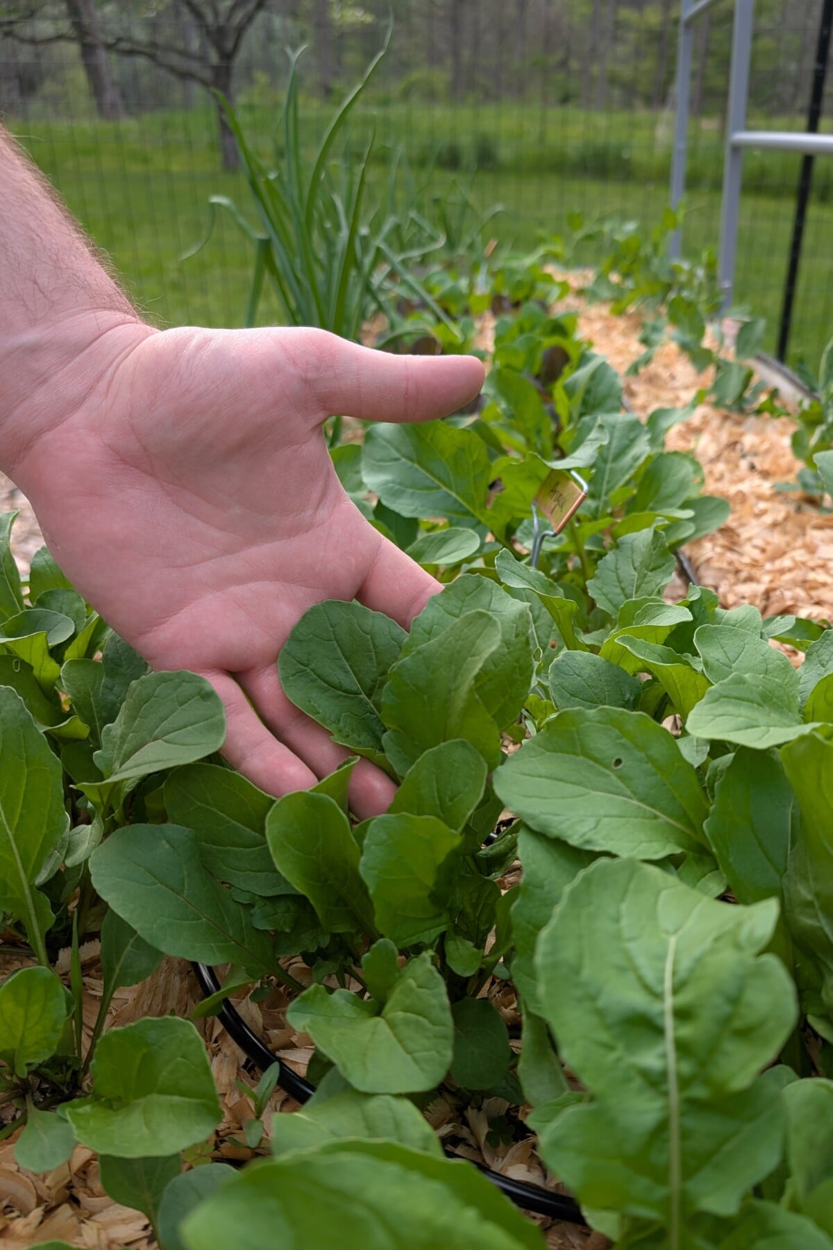 Hand among arugula leaves