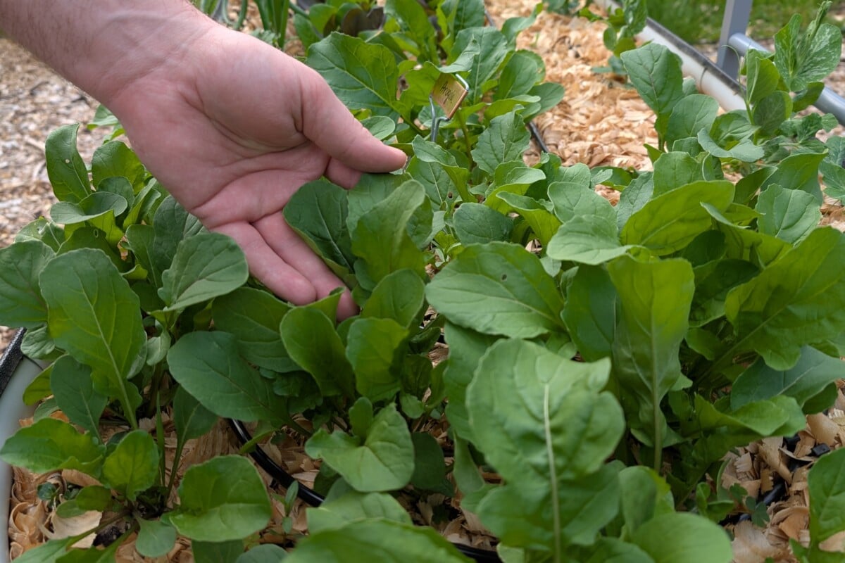 hand among arugula leaves