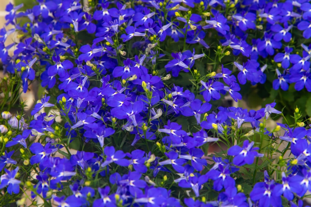 blue lobelia