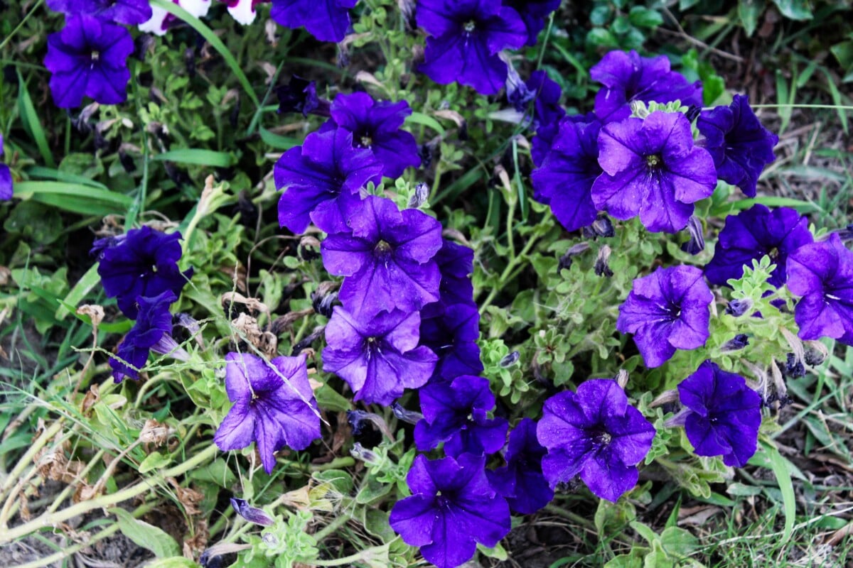 purple petunias