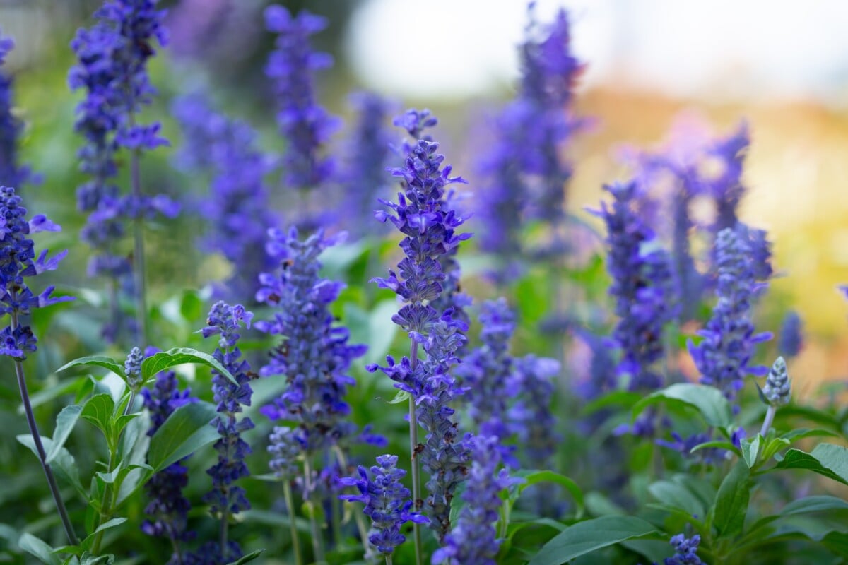 blue salvias
