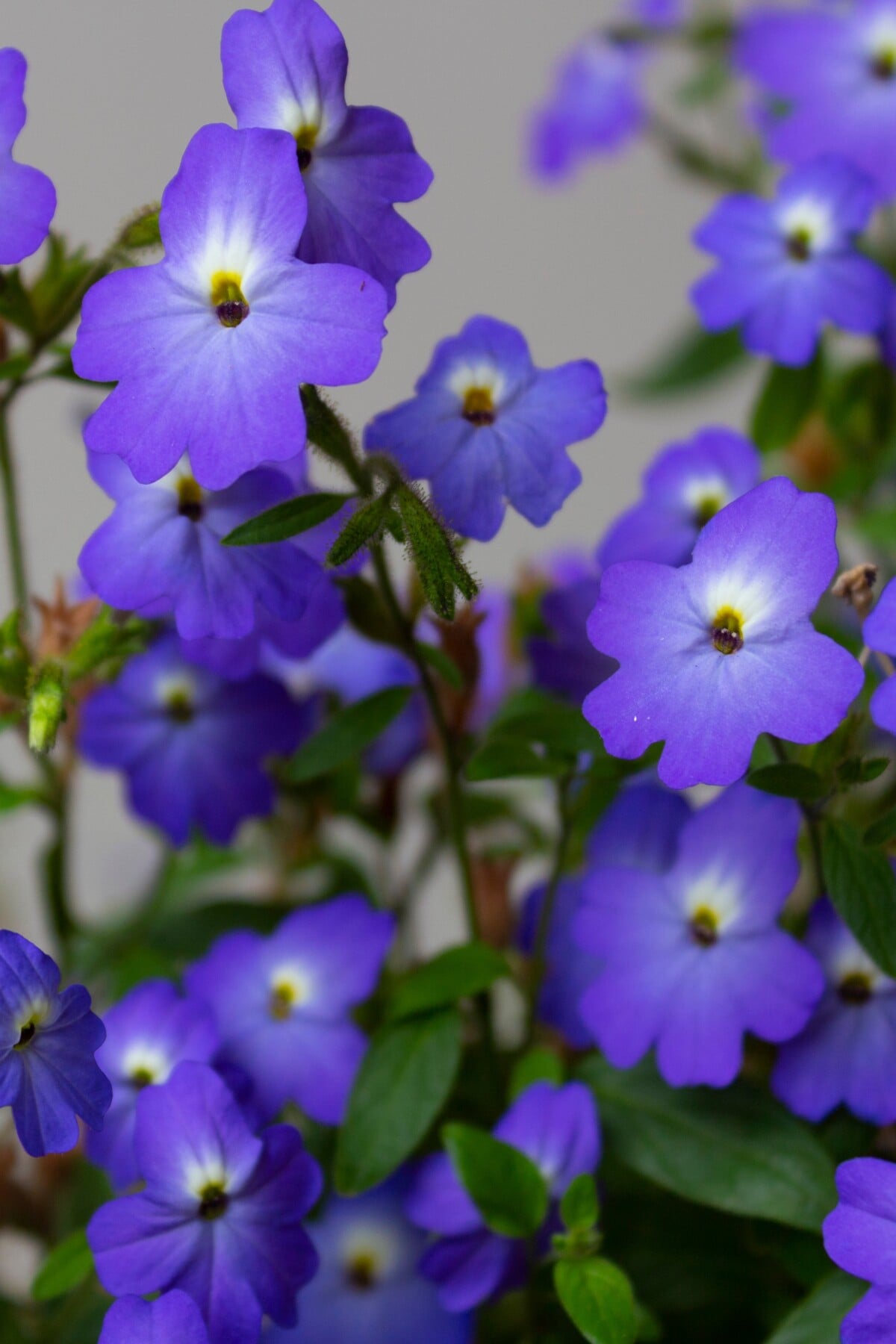 browallia
