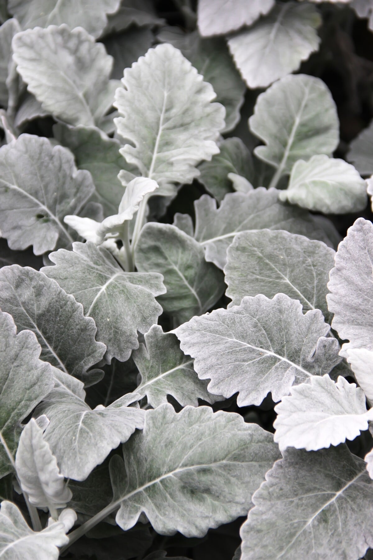 dusty miller
